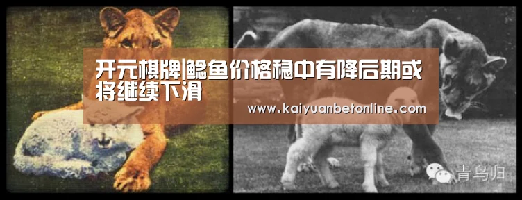 开元棋牌|鲶鱼价格稳中有降后期或将继续下滑(图1) 开元APP
